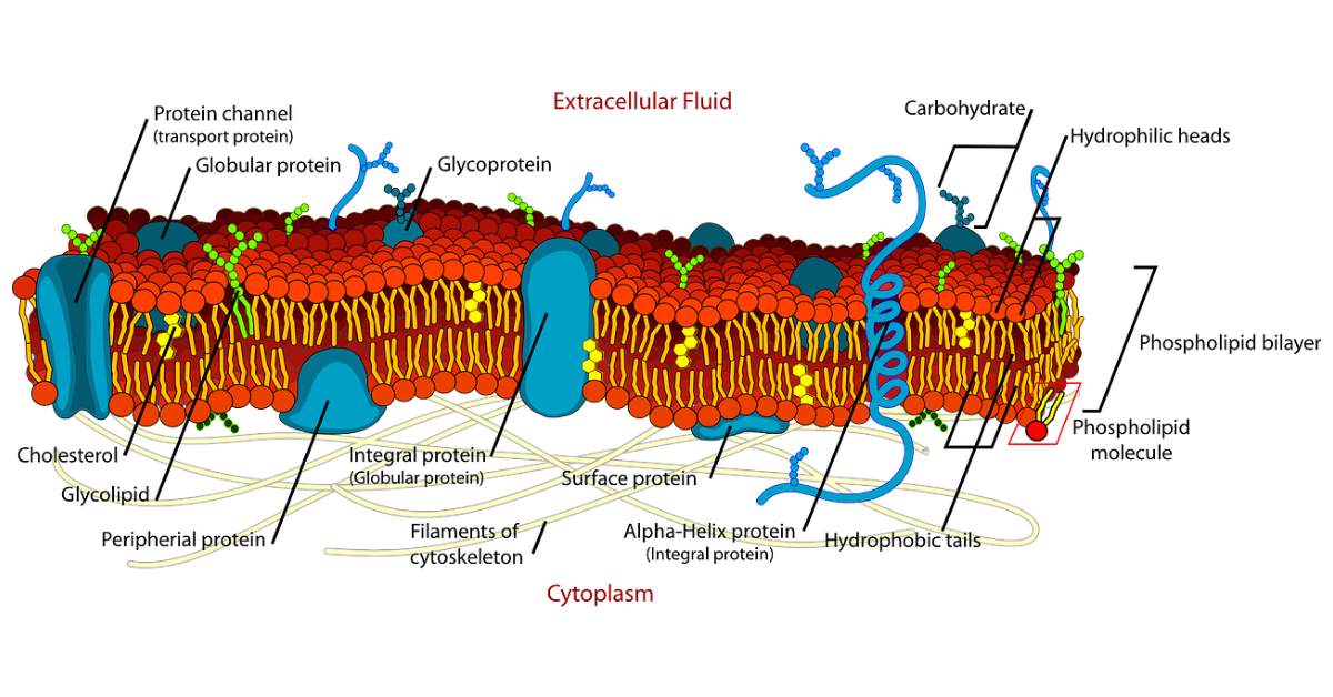 cell membrane and homeostasis